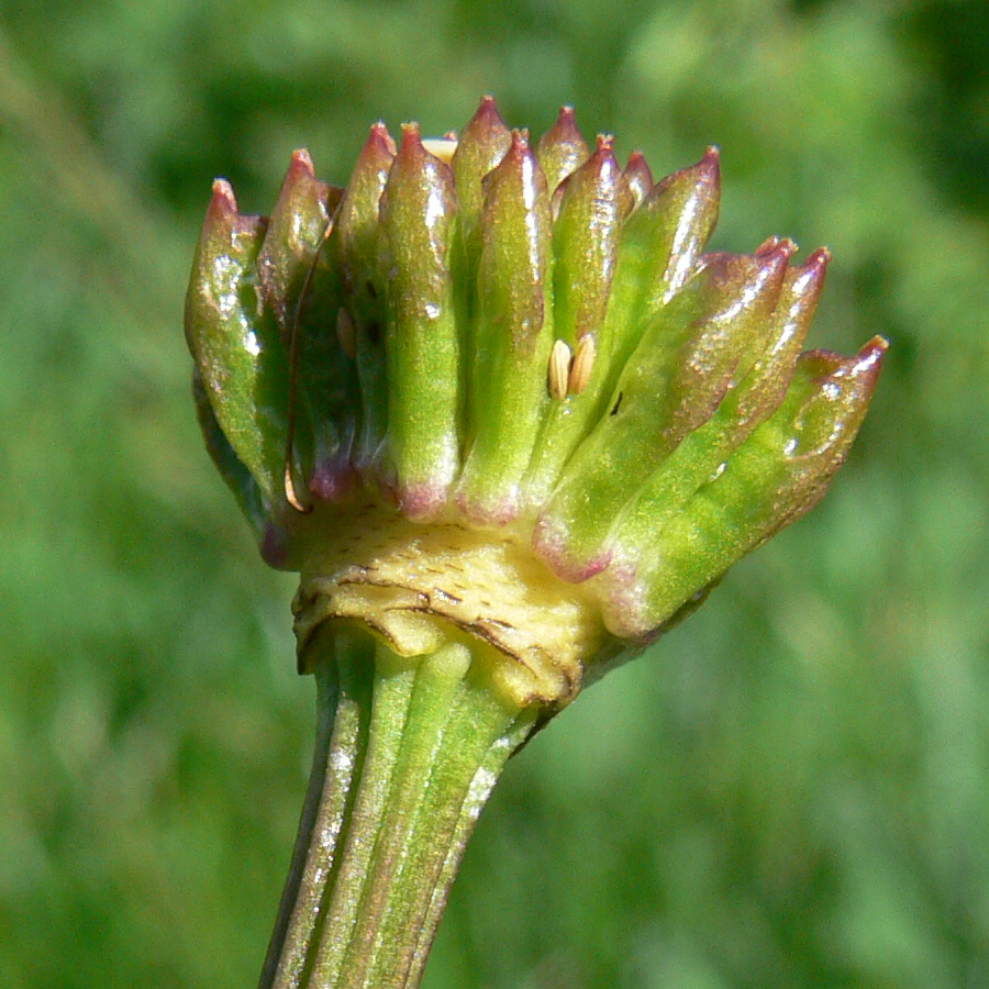 Изображение особи Trollius europaeus.