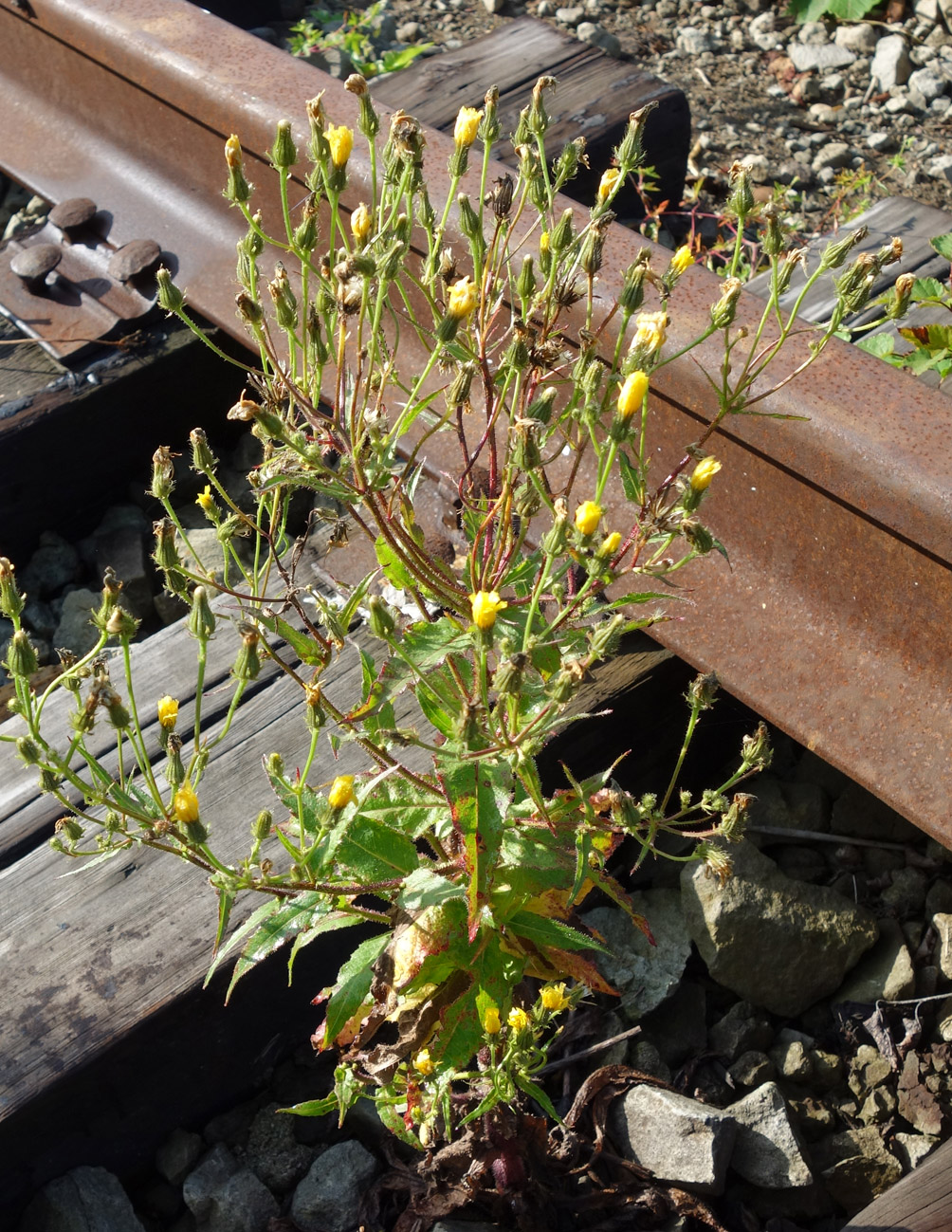 Image of Picris japonica specimen.