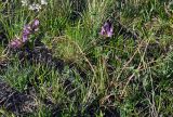Astragalus suffruticosus. Цветущее растение. Алтай, Кош-Агачский р-н, Курайская степь, окр. с. Курай, ≈ 1600 м н.у.м., степной склон. 11.06.2019.