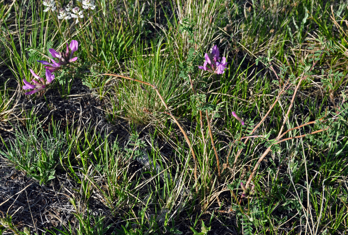 Image of Astragalus suffruticosus specimen.