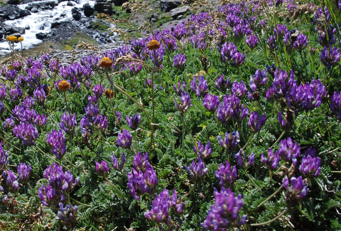 Изображение особи Astragalus incertus.