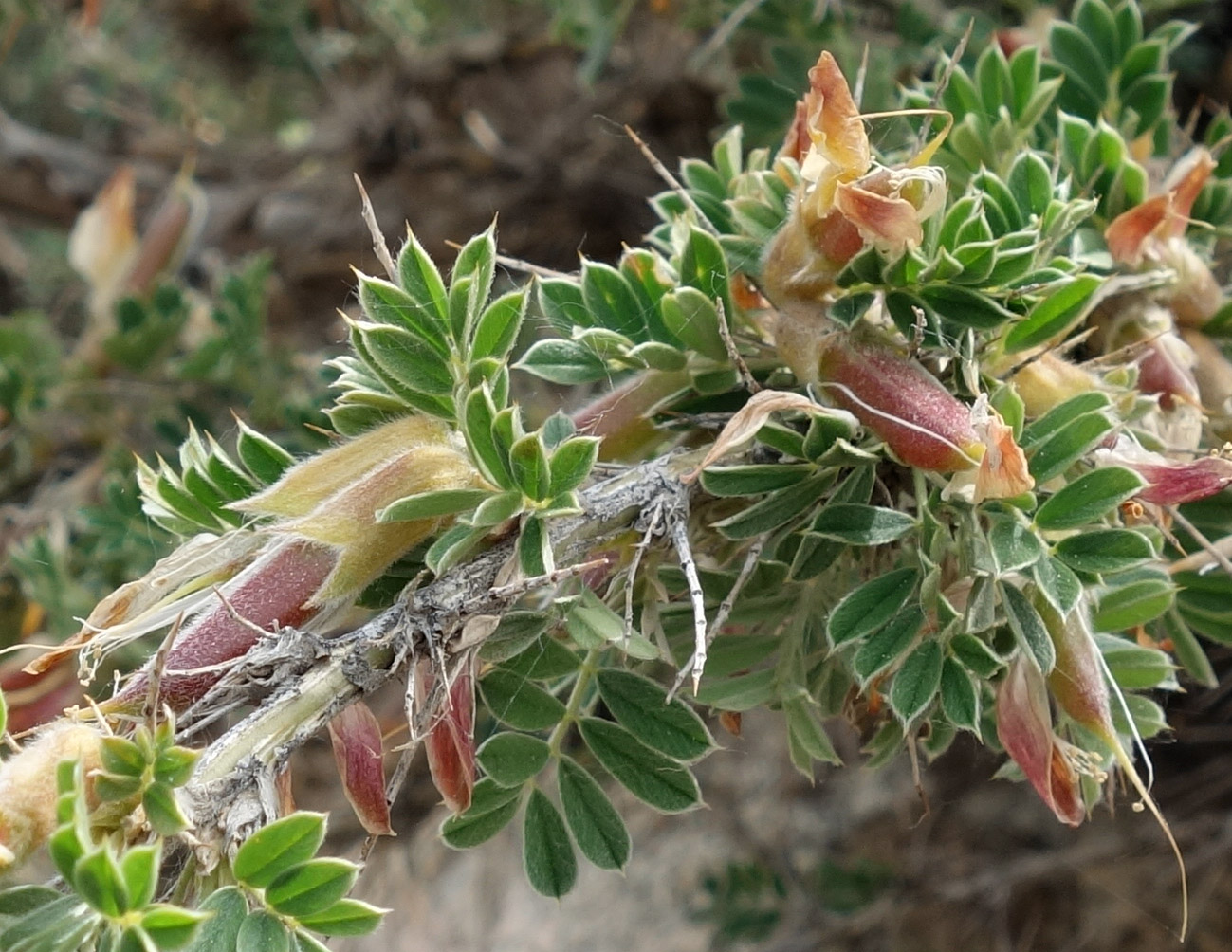 Image of Caragana pleiophylla specimen.