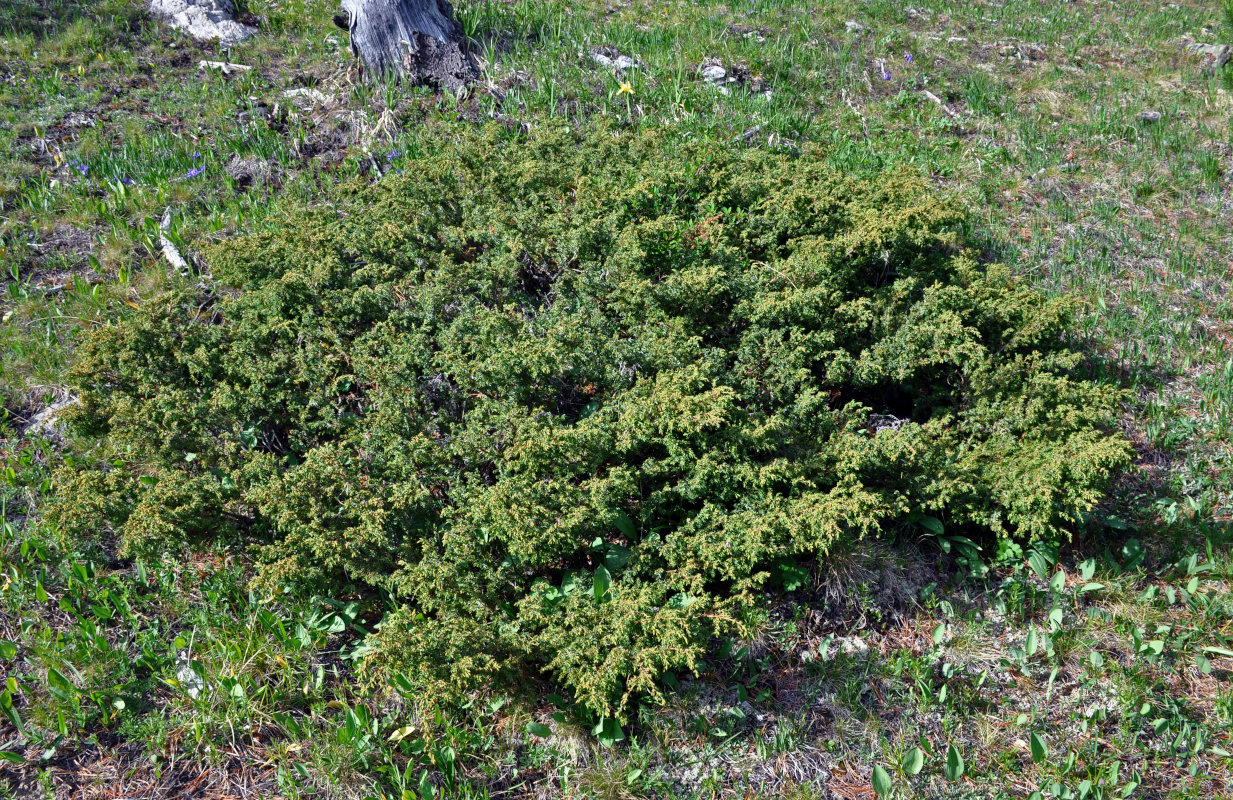 Изображение особи Juniperus sibirica.