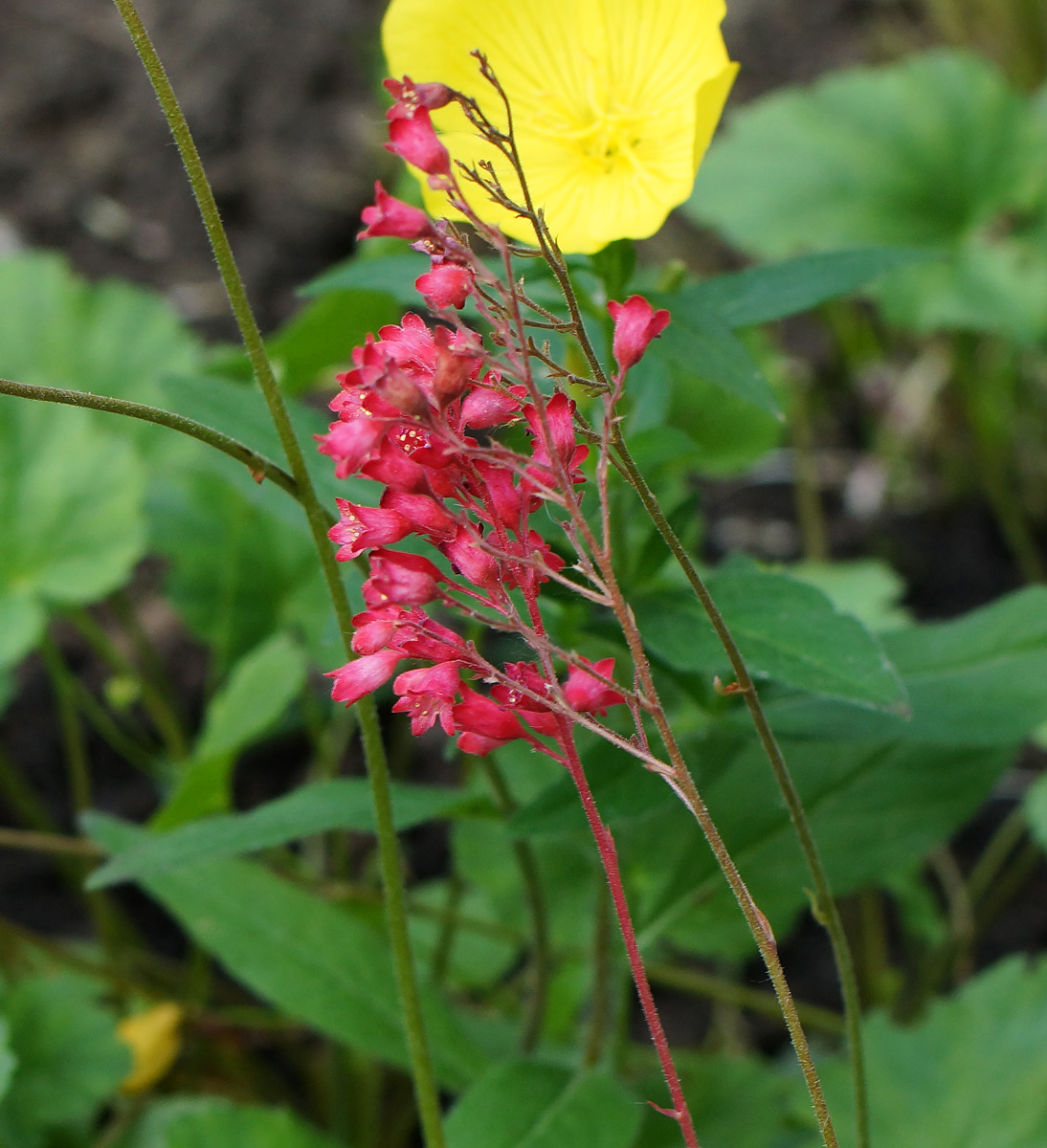 Изображение особи Heuchera sanguinea.