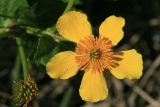 Caltha palustris