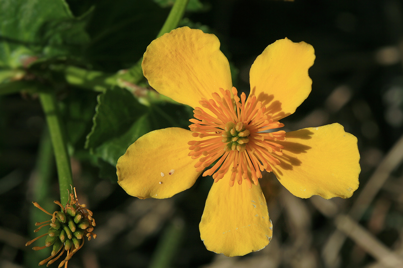 Image of Caltha palustris specimen.