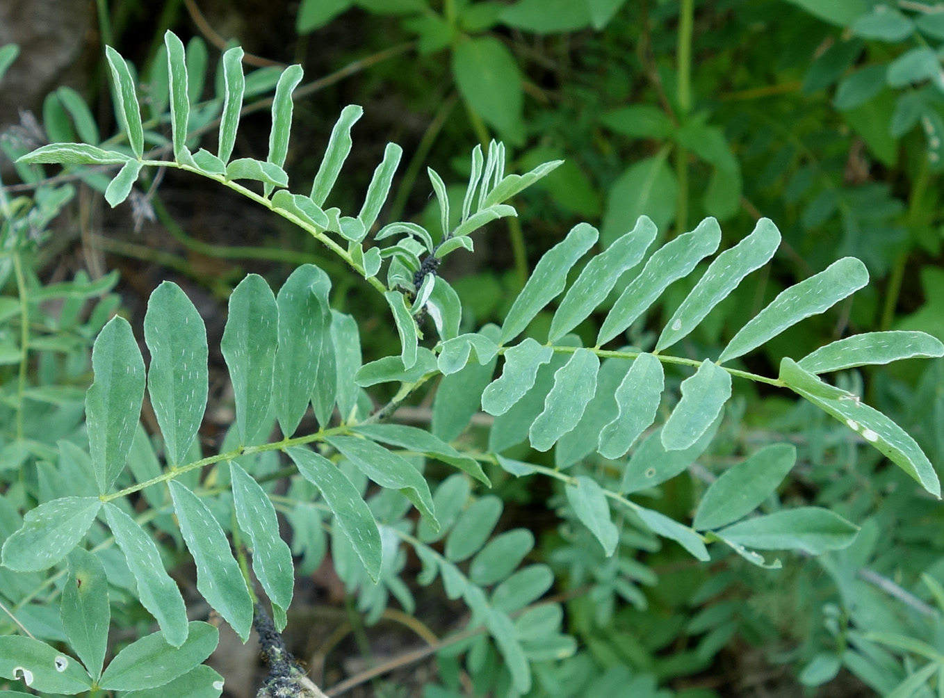 Изображение особи Astragalus fedtschenkoanus.