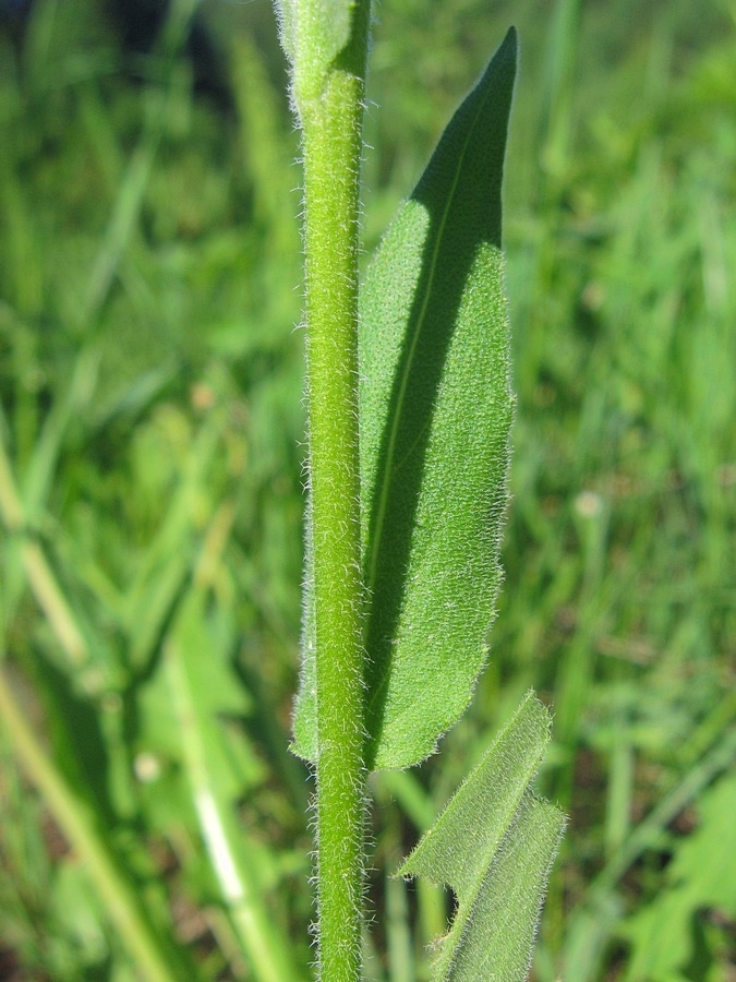 Image of Hesperis pycnotricha specimen.