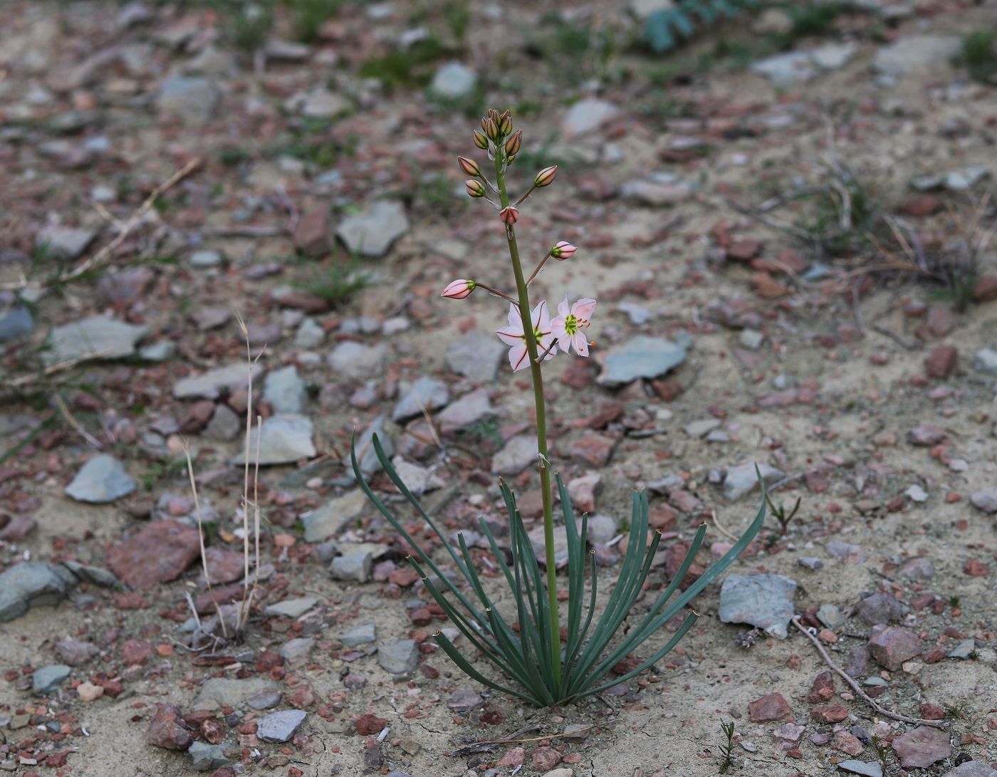 Изображение особи Eremurus kopetdaghensis.