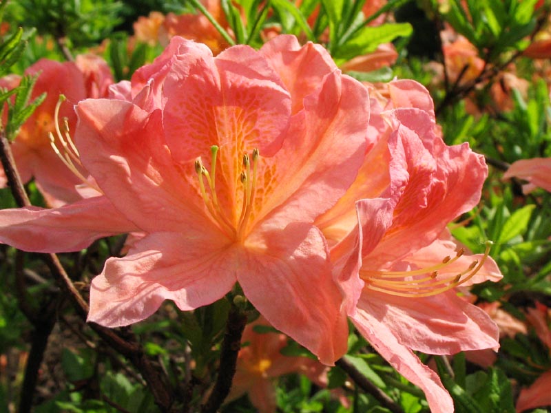 Изображение особи род Rhododendron.