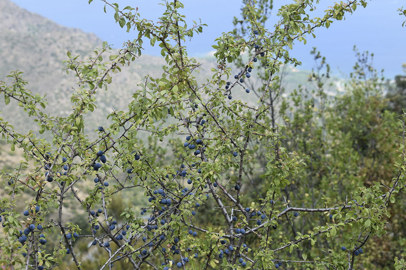 Image of Prunus spinosa specimen.