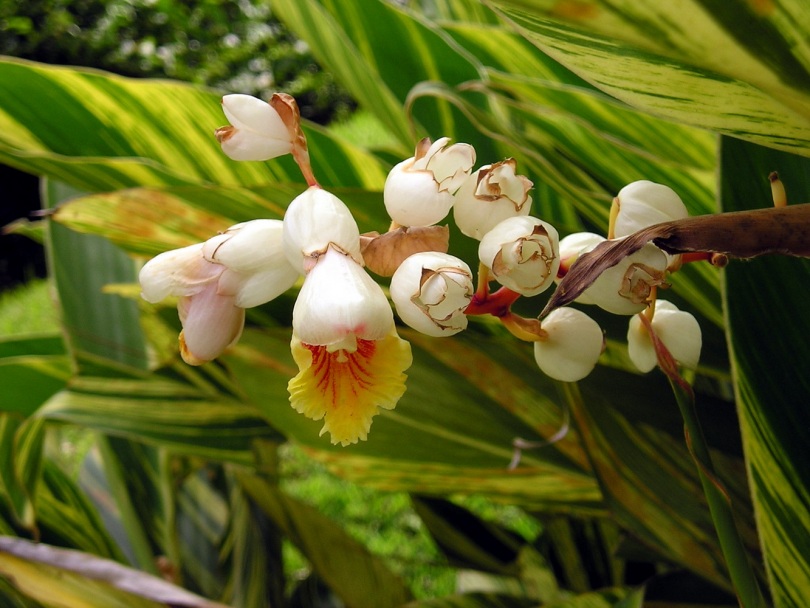 Image of Alpinia vittata specimen.