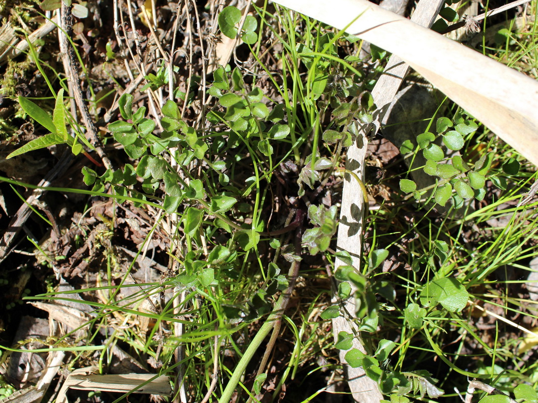 Image of Cardamine pratensis specimen.