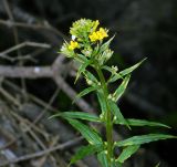 Erysimum aureum