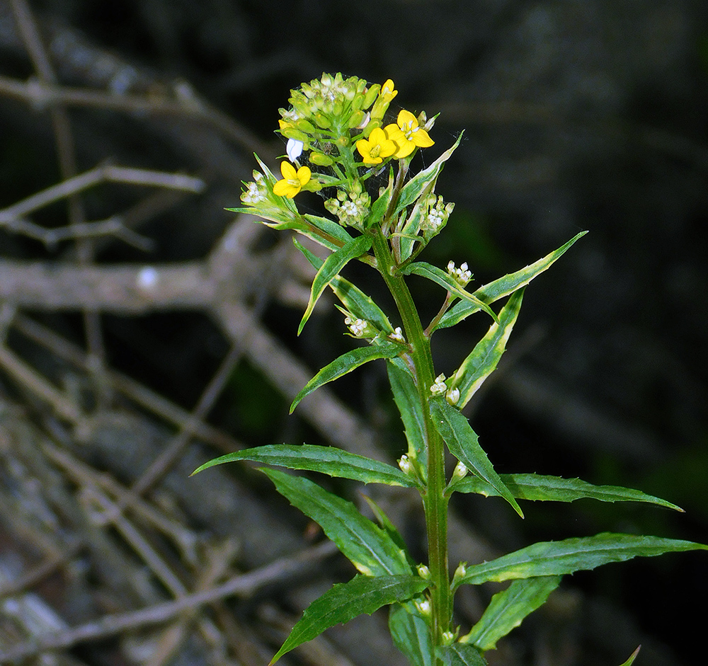 Image of Erysimum aureum specimen.