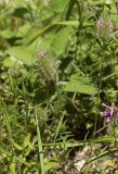 Trifolium angustifolium