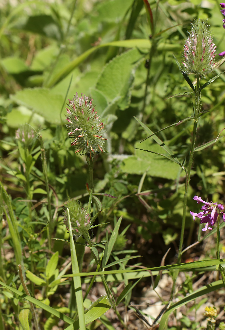 Изображение особи Trifolium angustifolium.