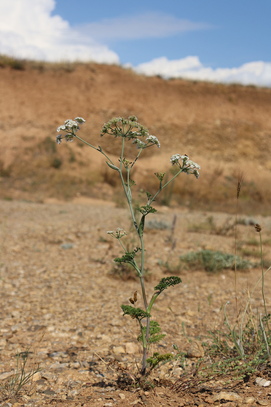 Изображение особи Astrodaucus littoralis.