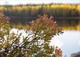 Vaccinium uliginosum. Веточка отплодоносившего растения с листьями, принимающими осеннюю окраску. Карелия, Медвежьегорский р-н, низкий каменистый сырой берег р. Сонго. 28.09.2019.