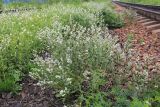 Lepidium latifolium