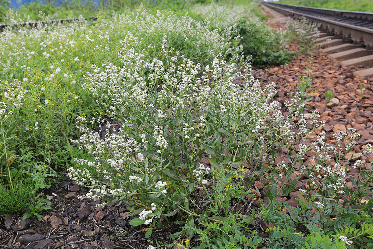 Изображение особи Lepidium latifolium.