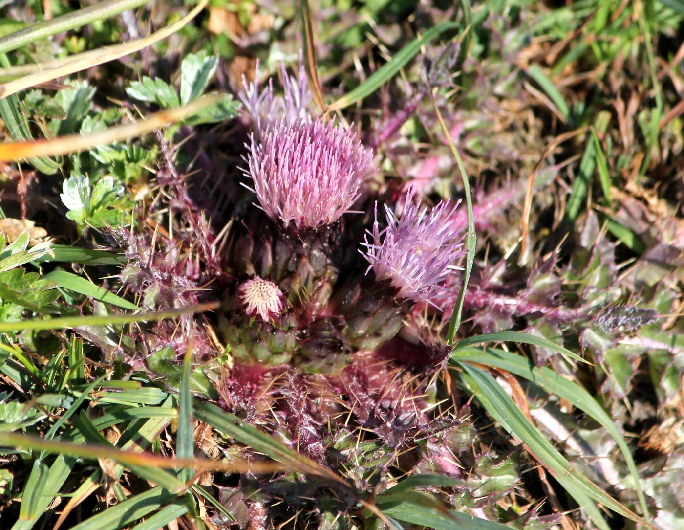 Изображение особи Cirsium esculentum.