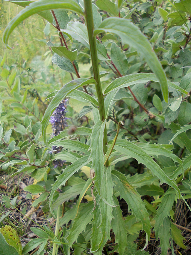 Изображение особи Adenophora lamarckii.