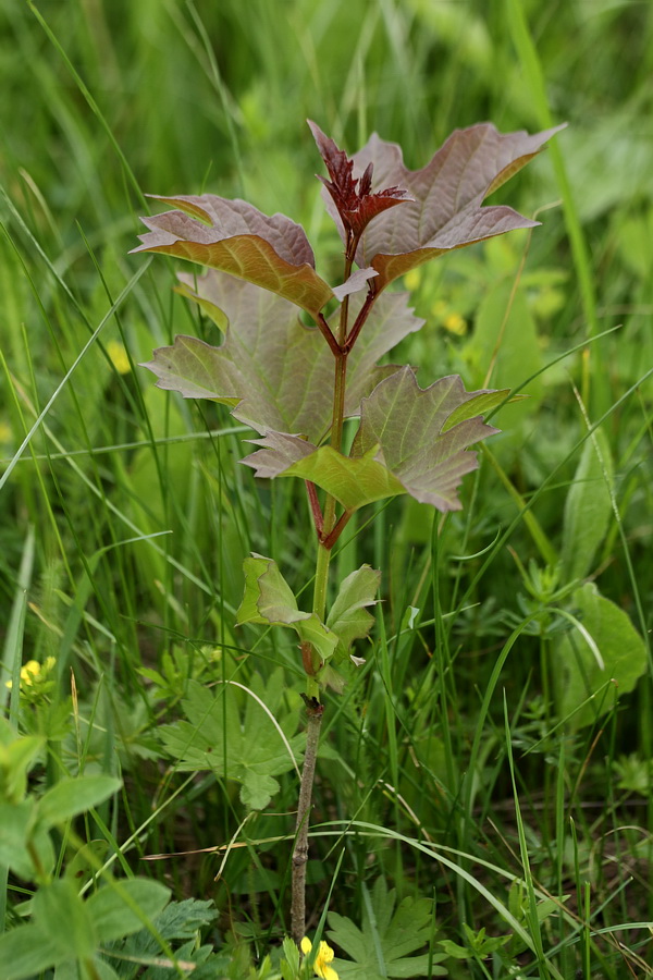 Image of Viburnum opulus specimen.