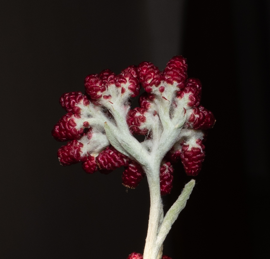 Image of Helichrysum sanguineum specimen.