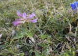 Trifolium alpinum. Цветущее растение. Испания, автономное сообщество Каталония, провинция Жирона, комарка Рипольес, муниципалитет Сеткасес, курорт \"Вальтер 2000\", ≈2200 м н.у.м., каменистый луг. 15.09.2020.