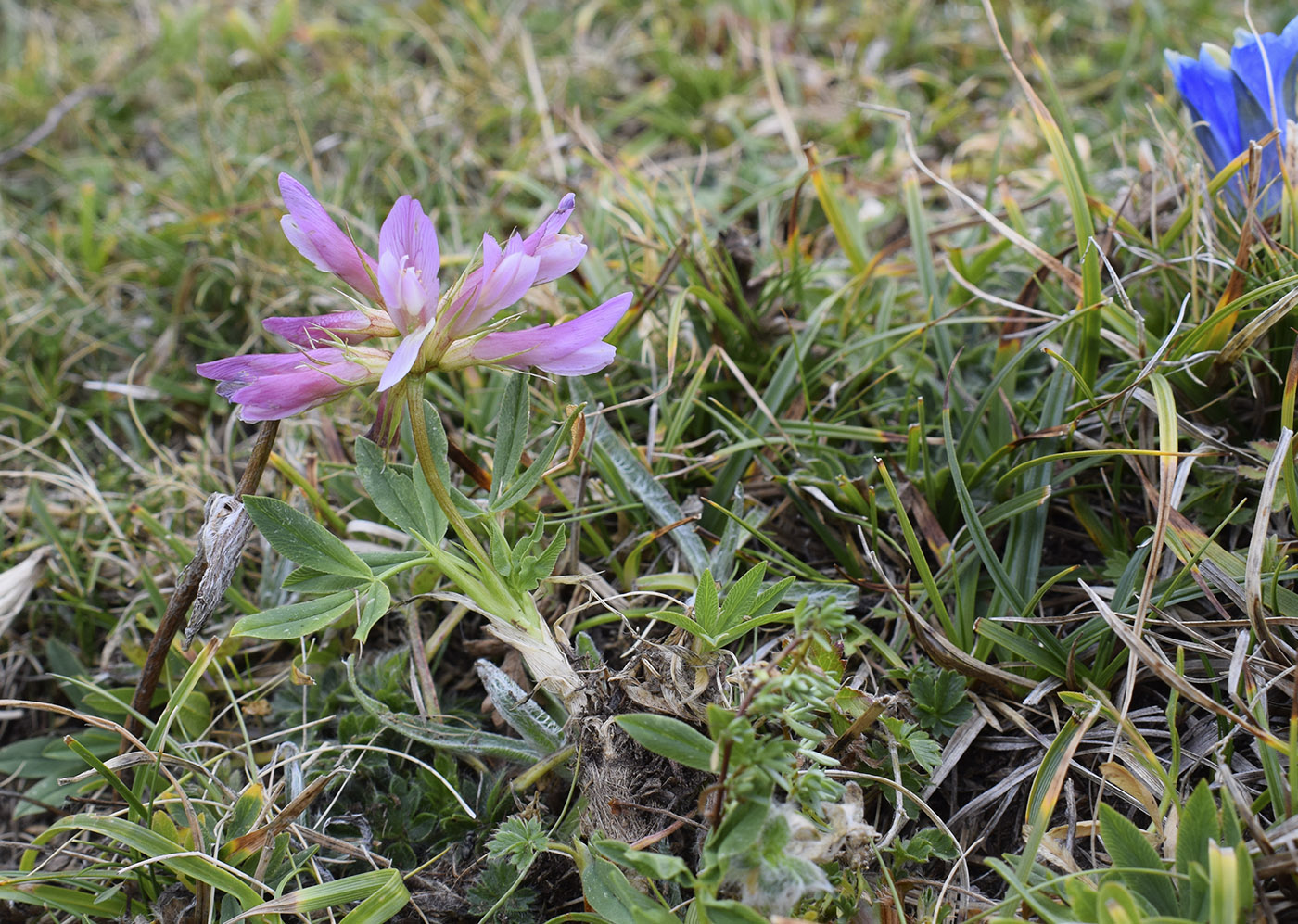 Изображение особи Trifolium alpinum.