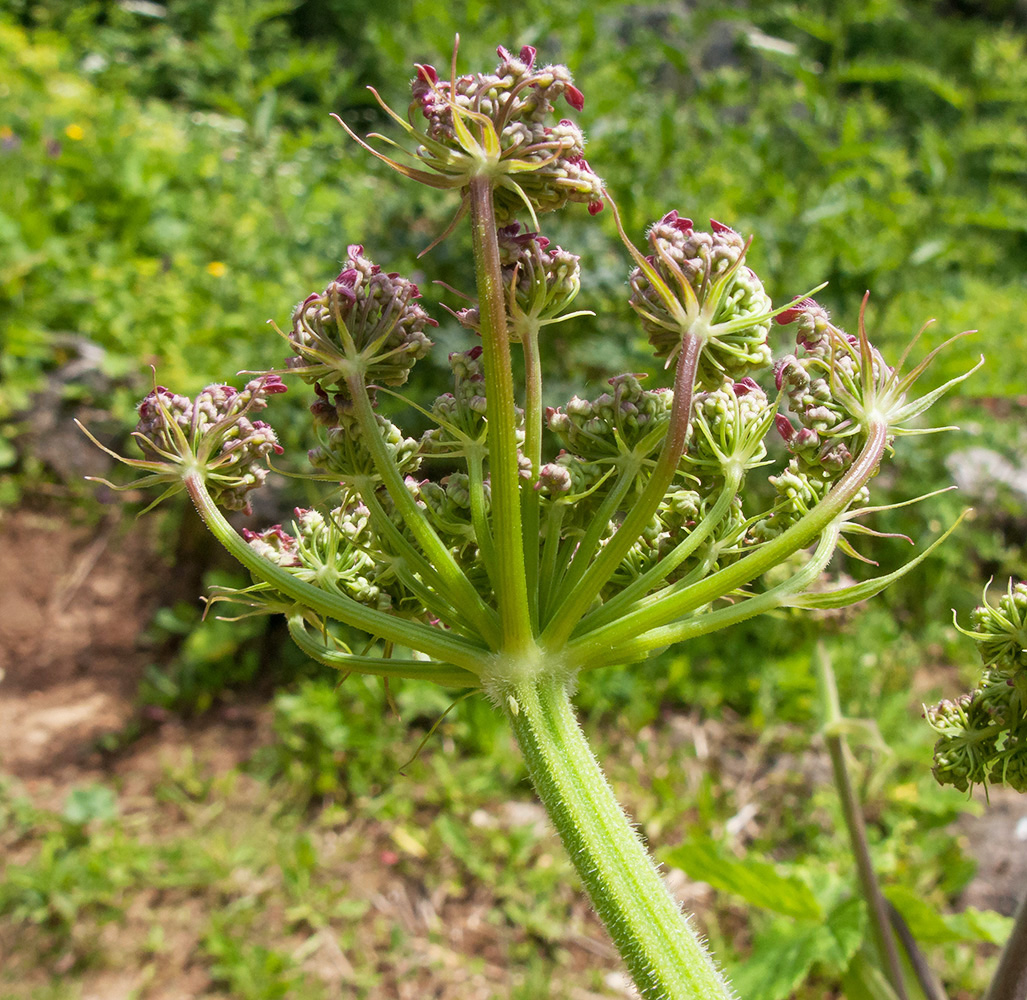 Изображение особи Heracleum scabrum.