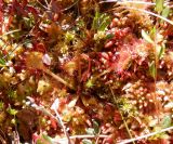 Drosera rotundifolia