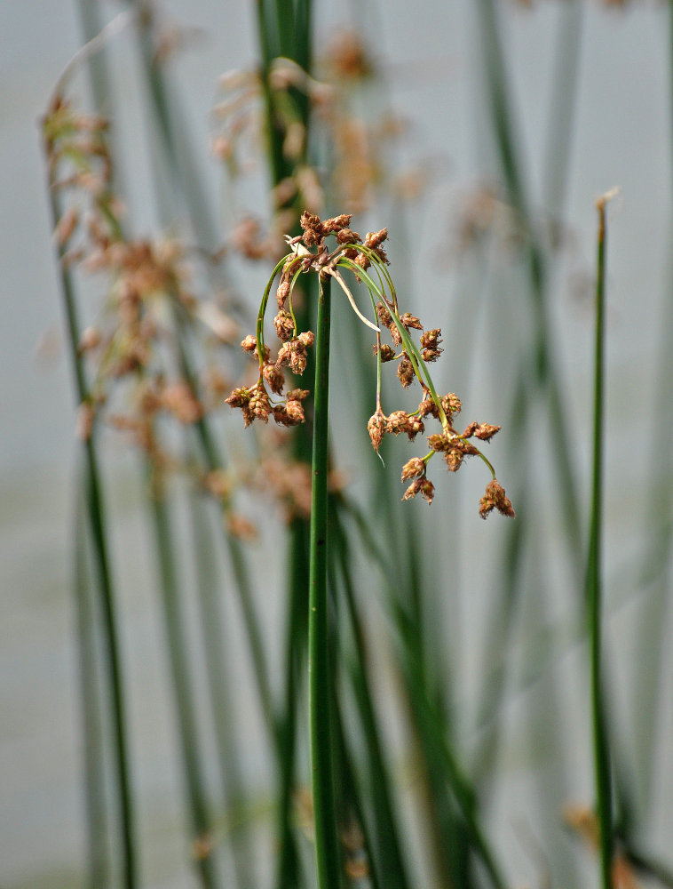 Изображение особи Schoenoplectus lacustris.