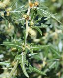 Xanthium spinosum