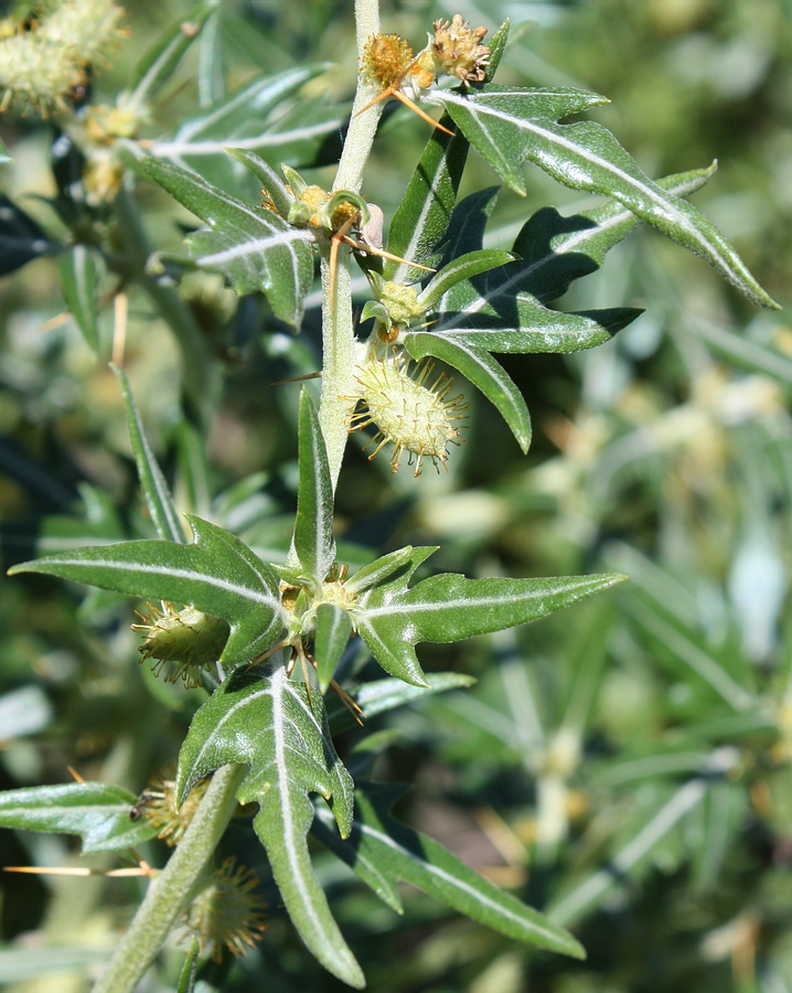 Изображение особи Xanthium spinosum.