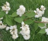 genus Deutzia