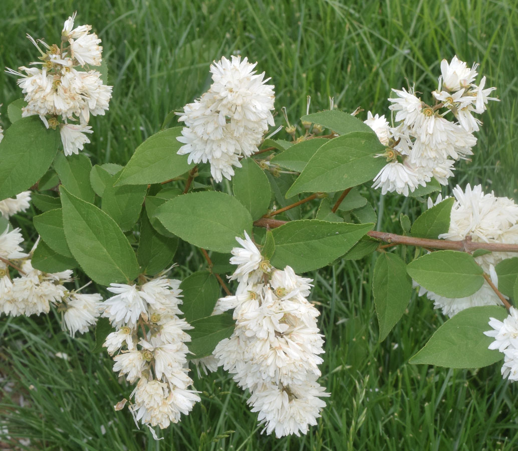 Изображение особи род Deutzia.