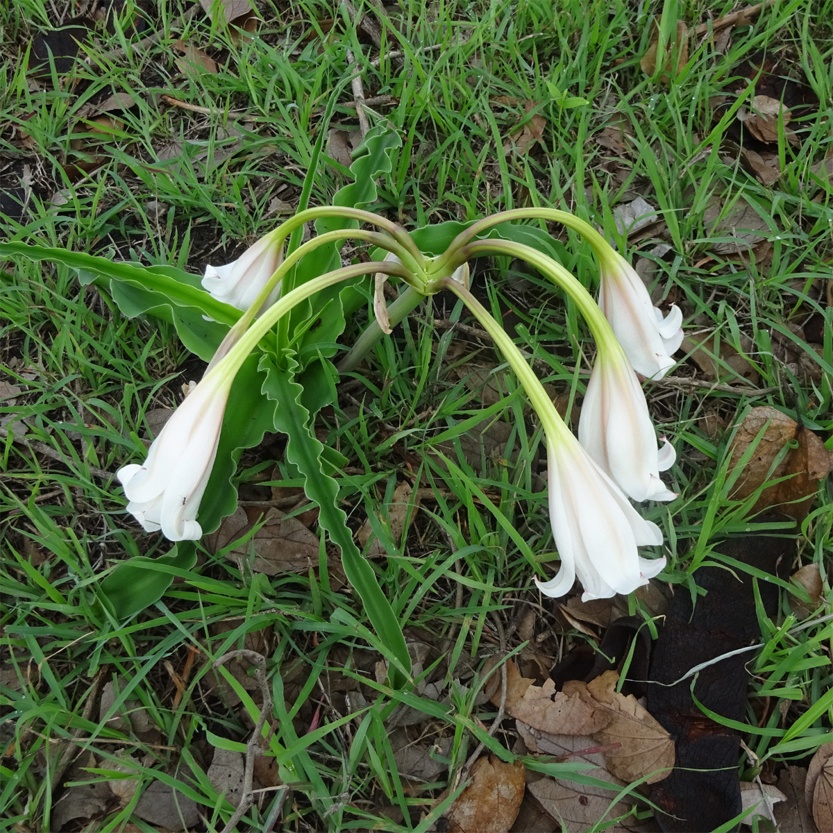 Image of Crinum macowanii specimen.