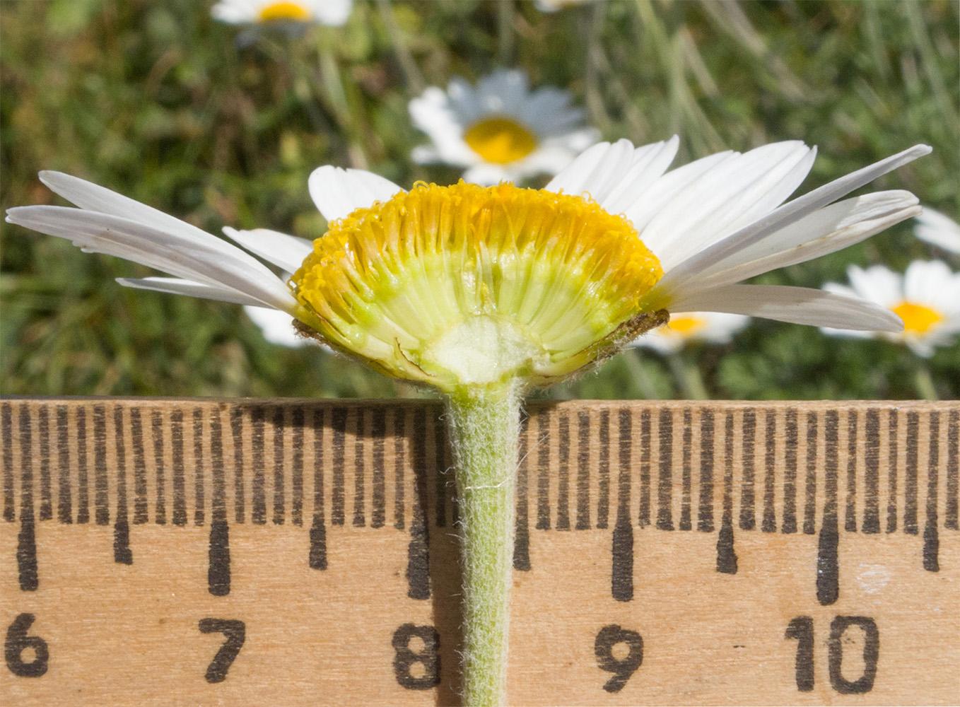 Image of Anthemis melanoloma specimen.