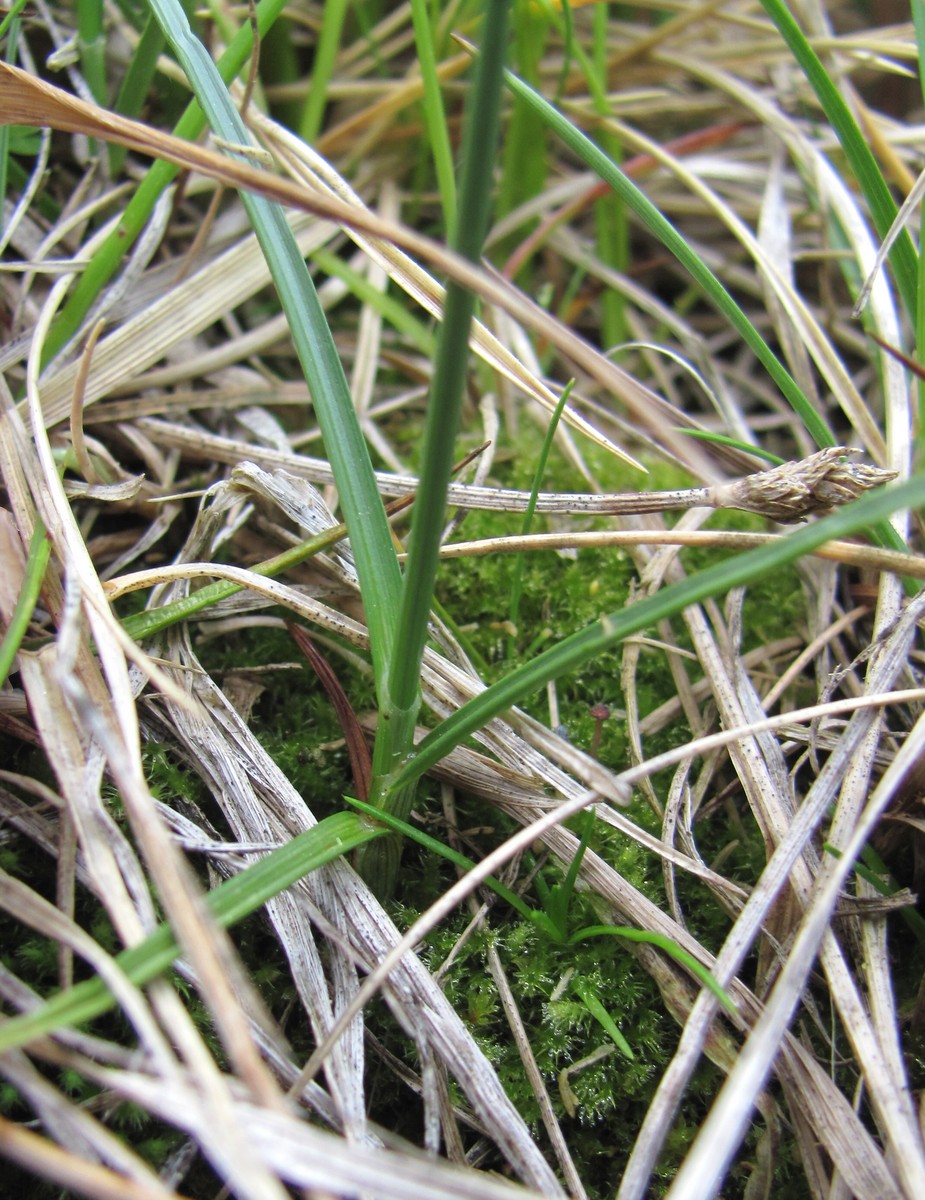 Image of genus Carex specimen.