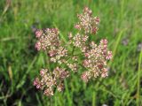 Chaerophyllum roseum. Соцветие. Кабардино-Балкария, Эльбрусский р-н, долина р. Ирикчат, ок. 2650 м н.у.м., субальпийский луг. 07.07.2020.