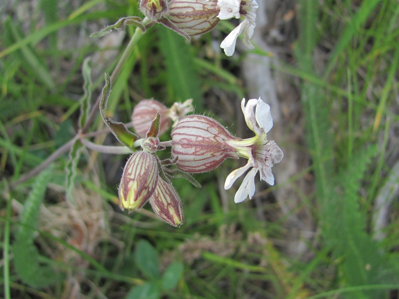 Image of Melandrium latifolium specimen.