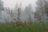 Calamagrostis epigeios. Соцветия с капельками росы. Тульская обл., окр. пос. Дубна, долина р. Дубна, суходольный луг. 13.07.2011.