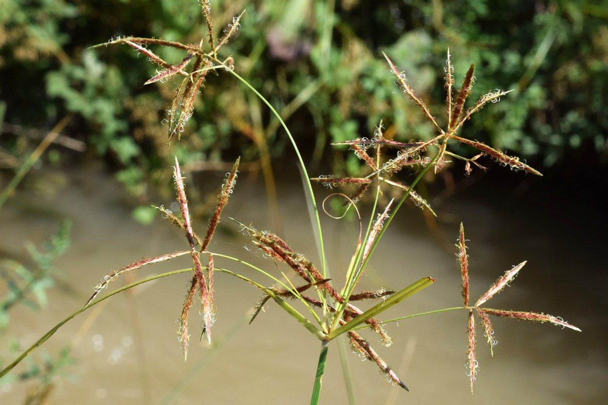 Изображение особи Cyperus rotundus.