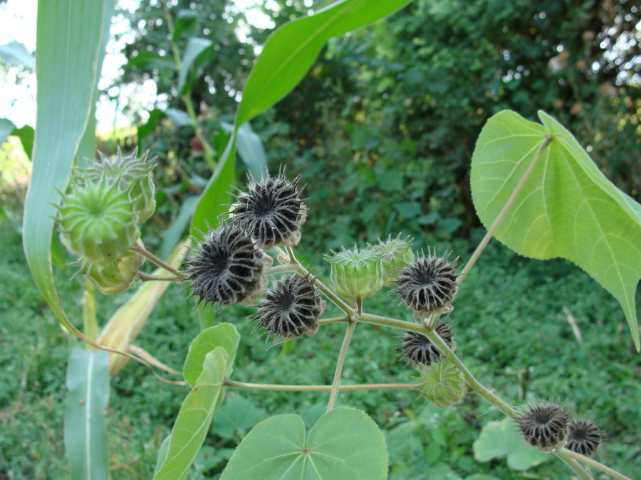 Image of Abutilon theophrasti specimen.