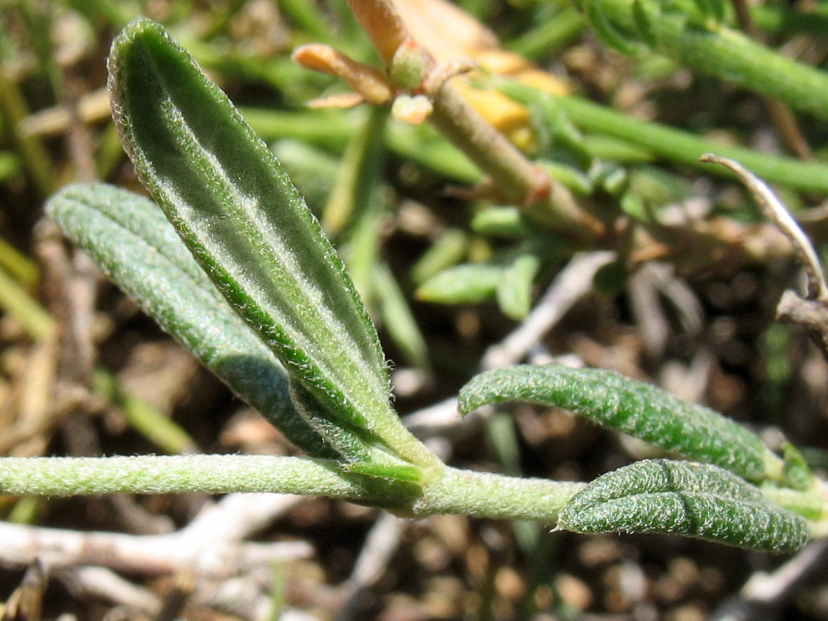 Image of Helianthemum apenninum specimen.