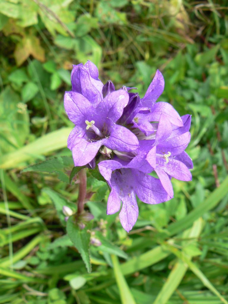 Image of Campanula glomerata specimen.