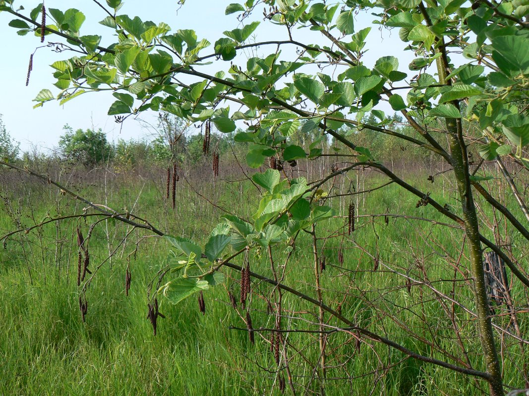 Image of Alnus hirsuta specimen.