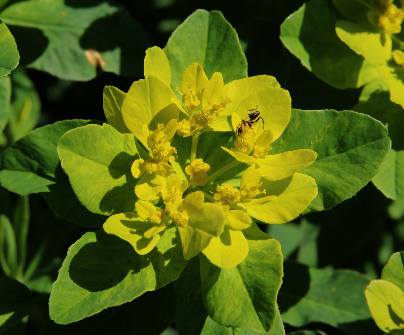 Image of Euphorbia epithymoides specimen.